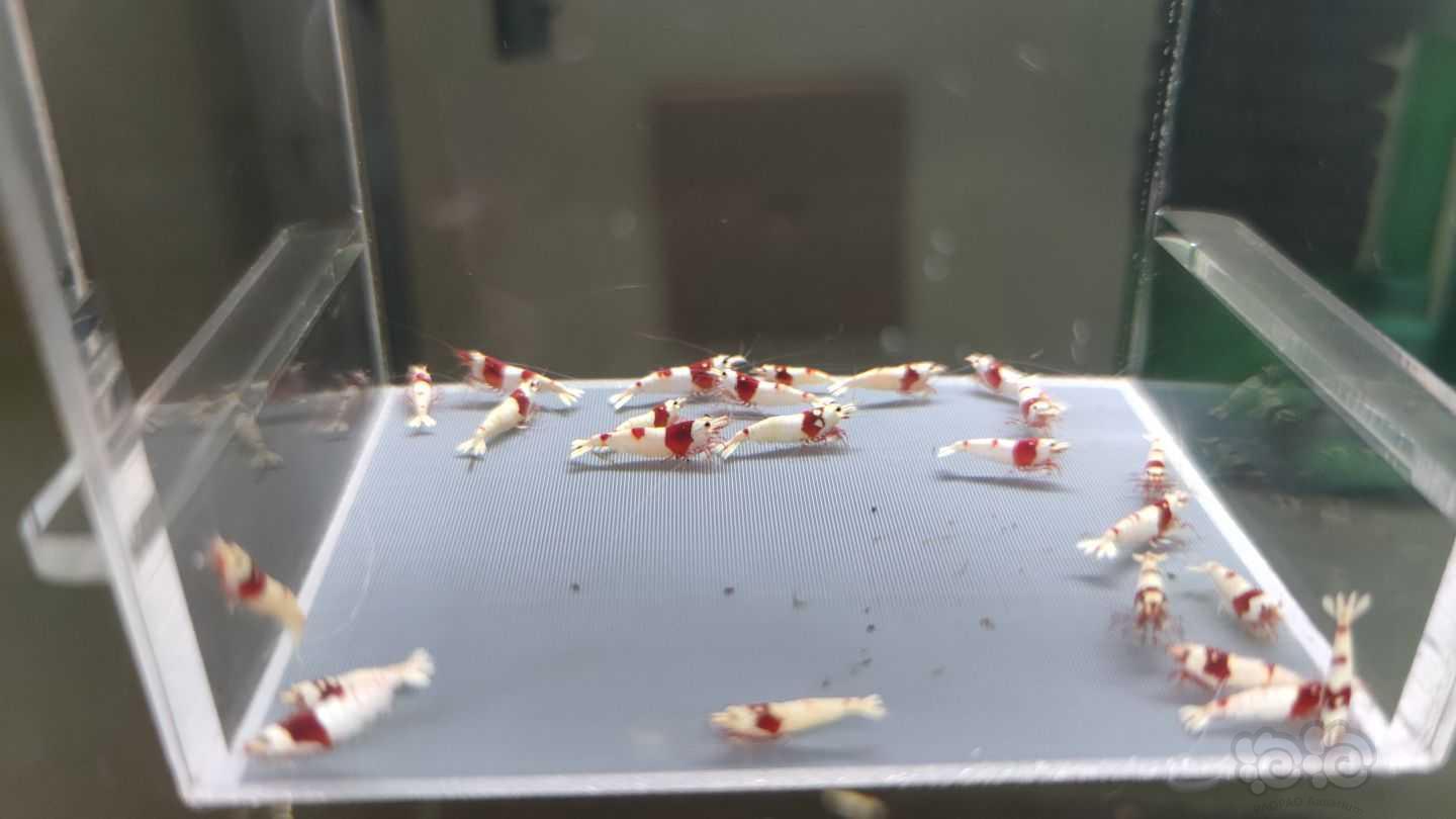 【虾】2021-09-11#RMB拍卖红白水晶虾22只-图6