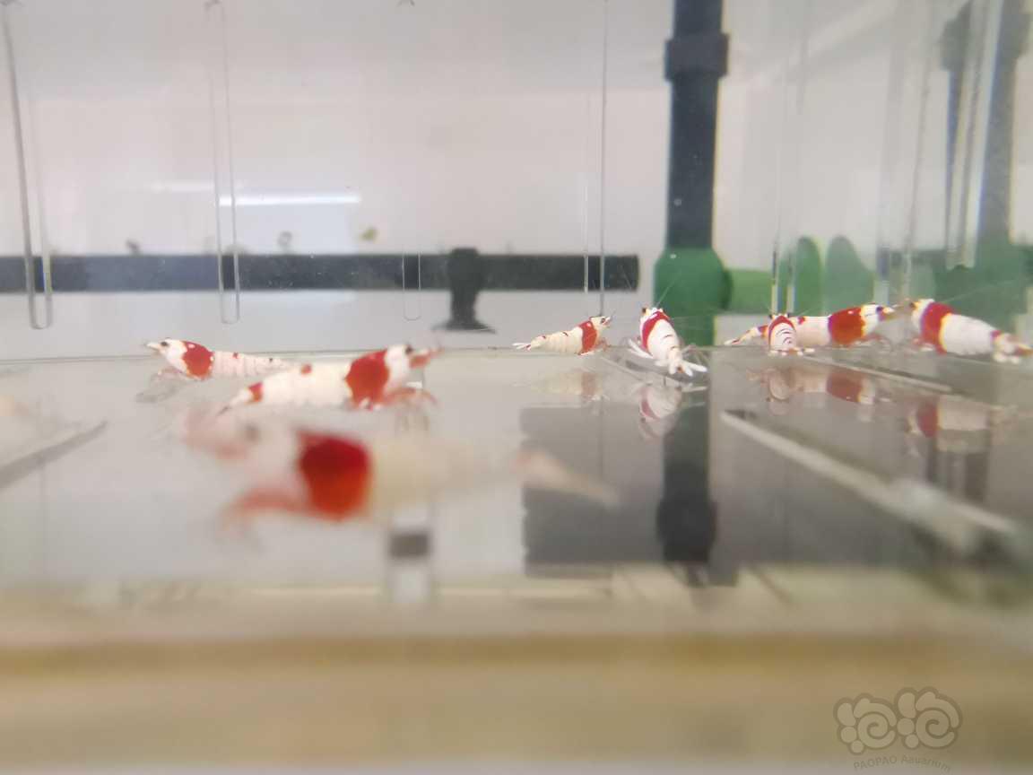 【虾】2021-09-09#RMB拍卖红白水晶虾15只-图4
