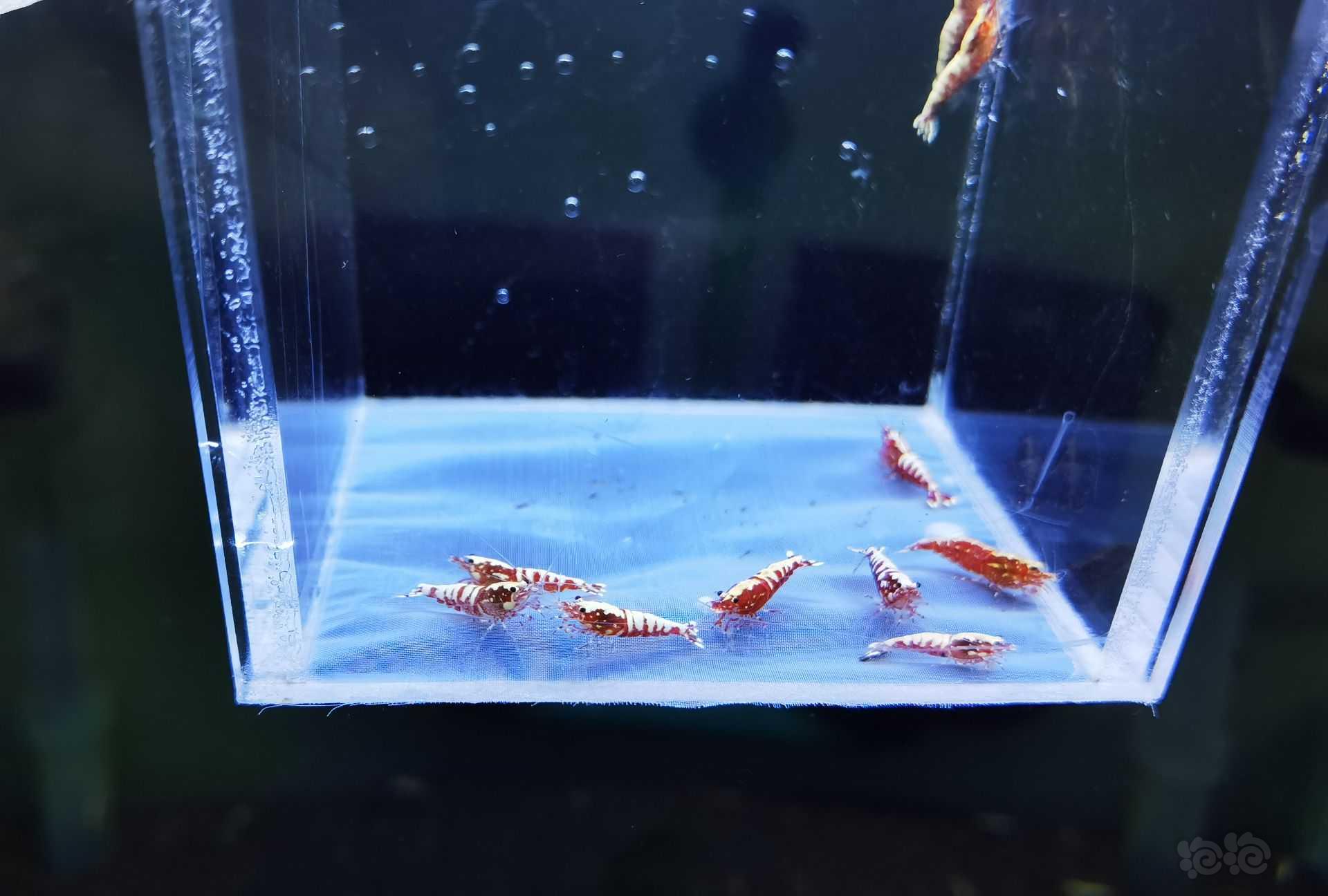 【虾】2021-09-08#RMB拍卖红银河鱼骨水晶虾-图2