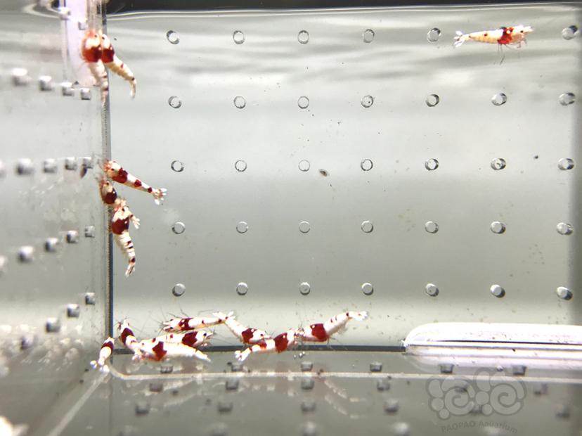 【虾】2021-09-07#RMB拍卖#纯血红白水晶虾一份20只-图1