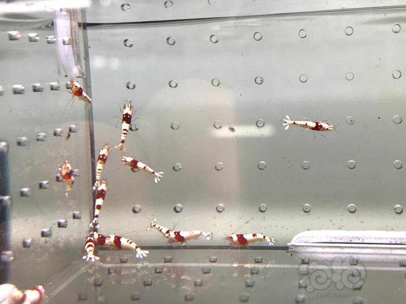 【虾】2021-09-07#RMB拍卖#纯血红白水晶虾一份20只-图5
