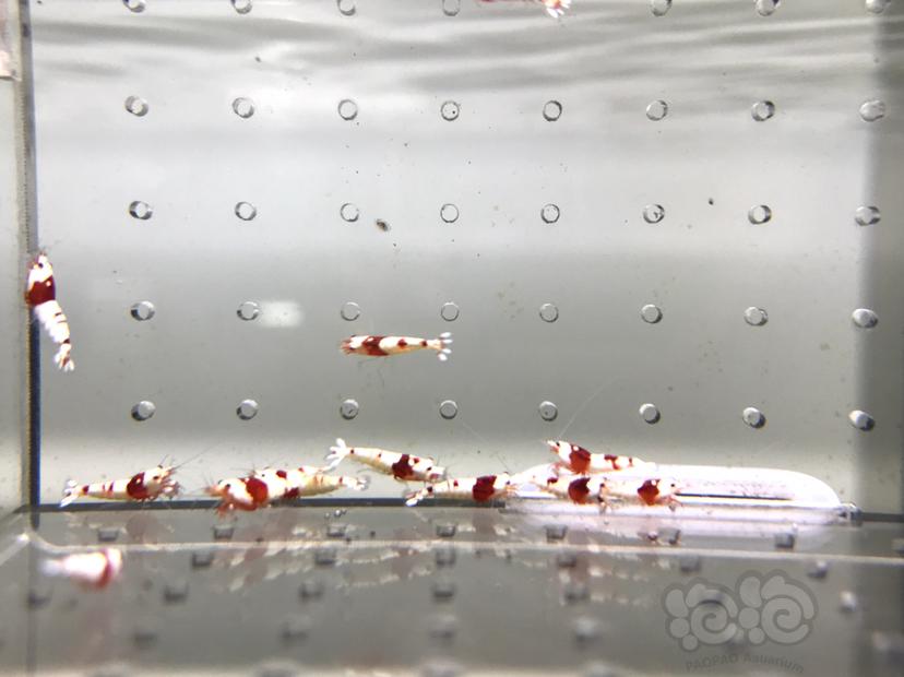 【虾】2021-09-07#RMB拍卖#纯血红白水晶虾一份20只-图2
