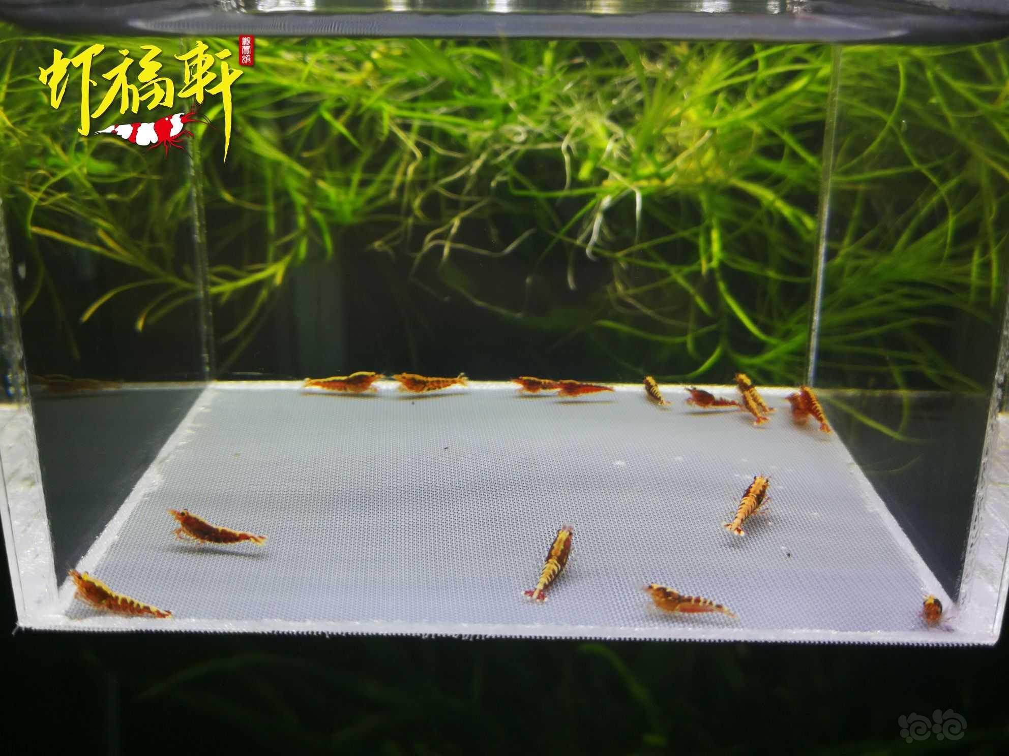 【虾】2021-09-23#RMB拍卖#红银河星钻淘汰苗16只-图4