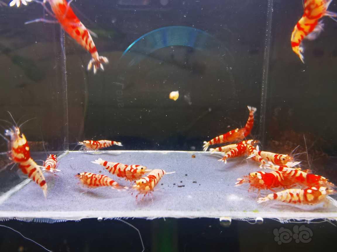 【虾】2021-09-18#RMB拍卖#红花虎20只-图2