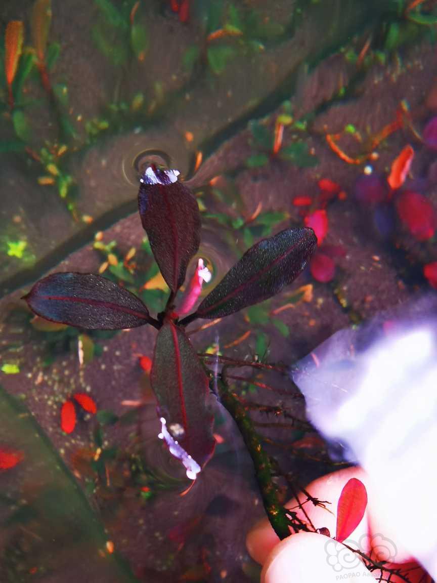 【辣椒榕】素兰，自己转水三年，红脉叶型个人感觉挺好看自留的，拆丛出-图4