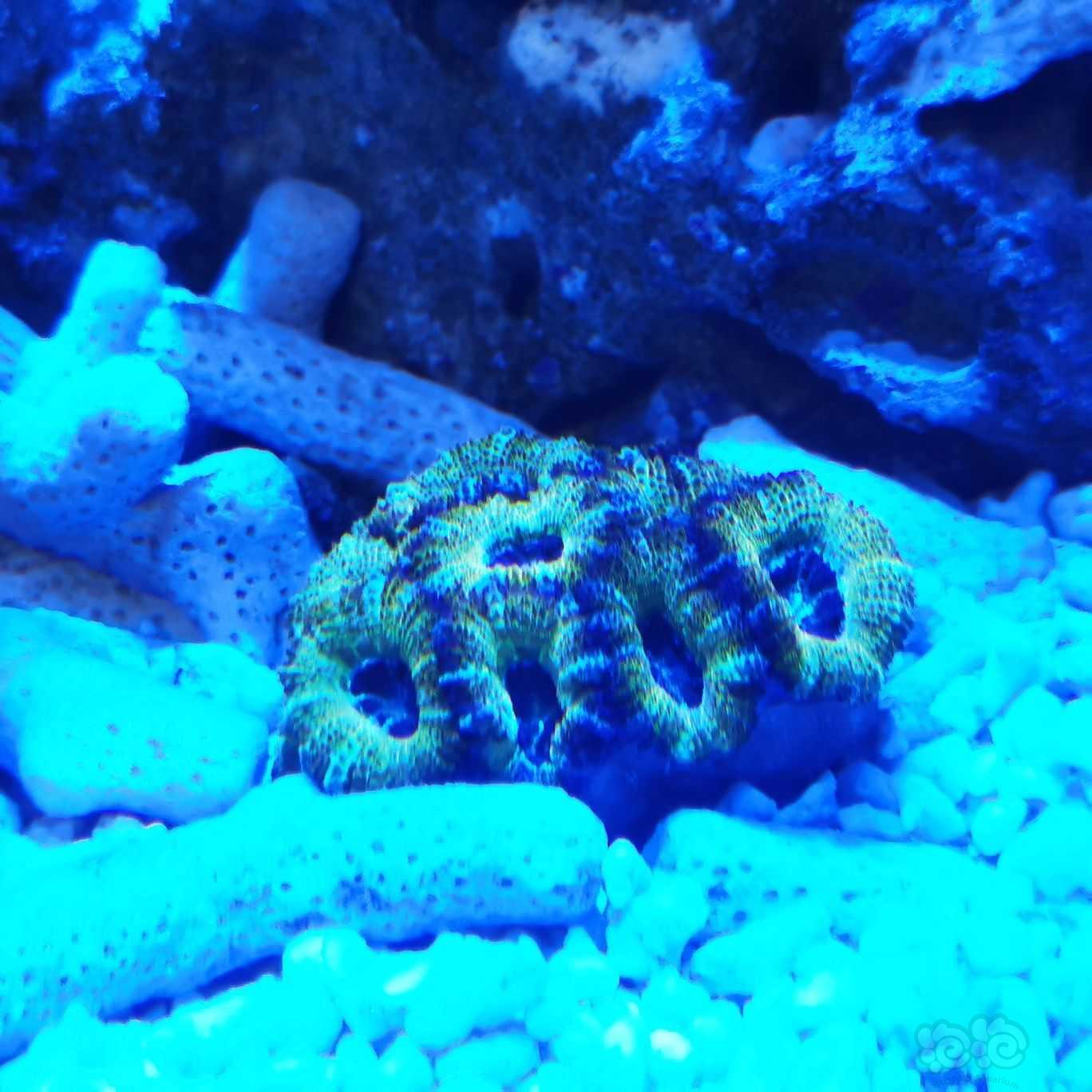 下珊瑚下珊瑚-图4