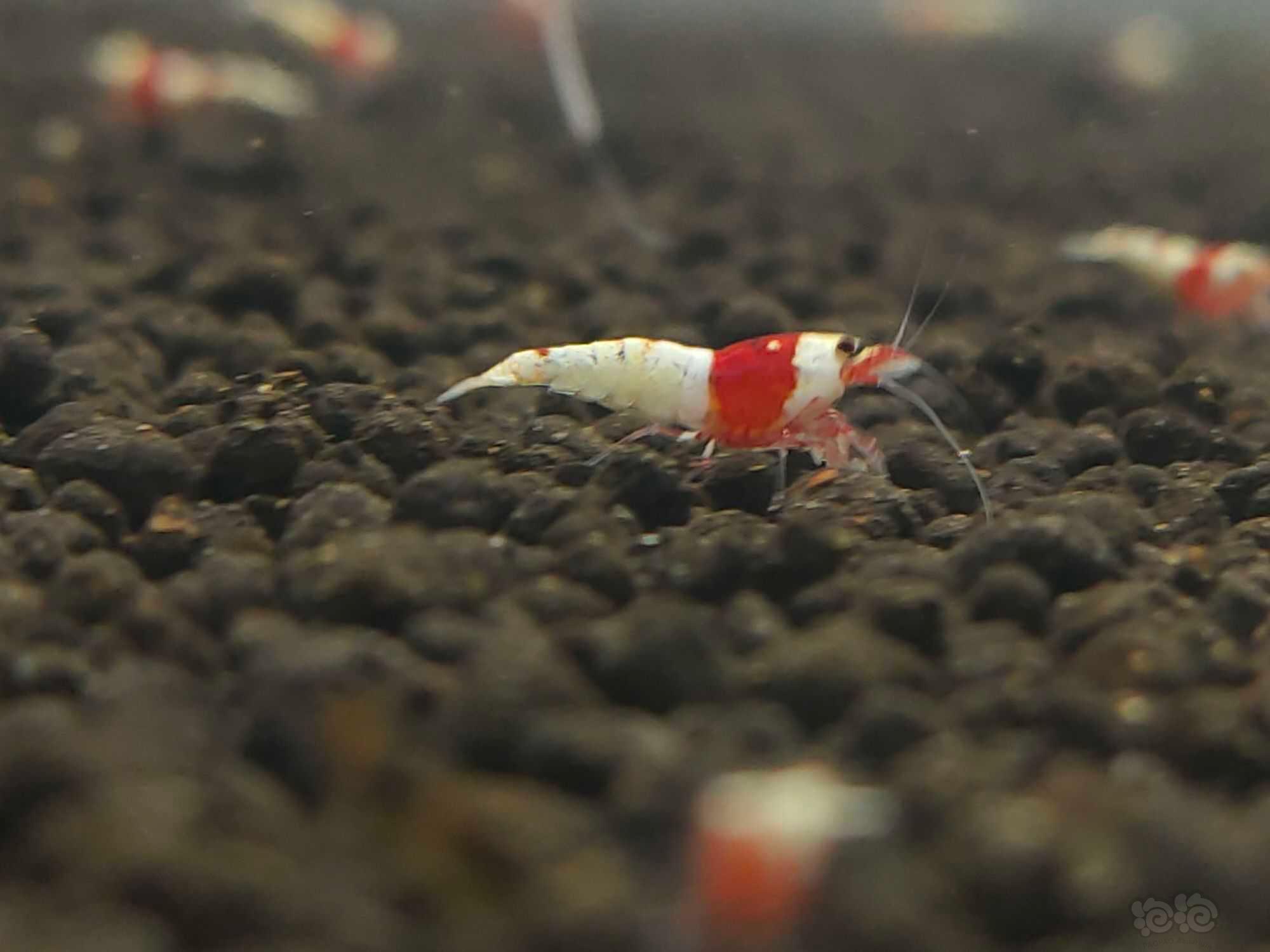 【虾】2021-09-19#RMB拍卖红白水晶虾9只-图2