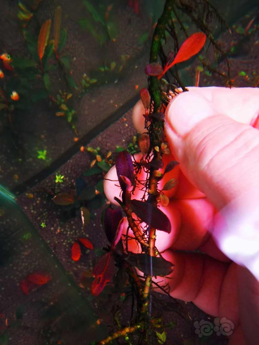 【辣椒榕】素兰，自己转水三年，红脉叶型个人感觉挺好看自留的，拆丛出-图6