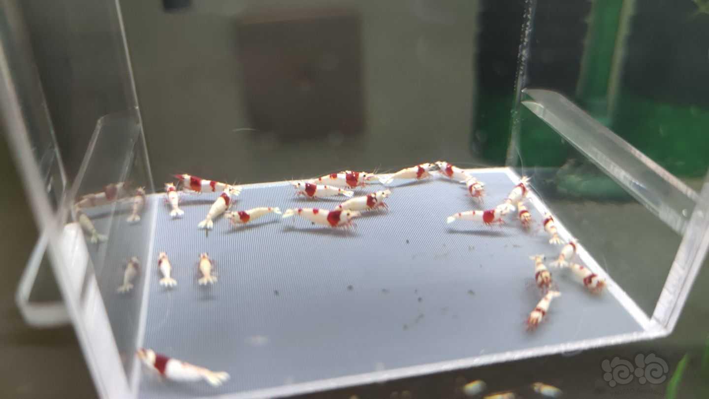 【虾】2021-09-11#RMB拍卖红白水晶虾22只-图2