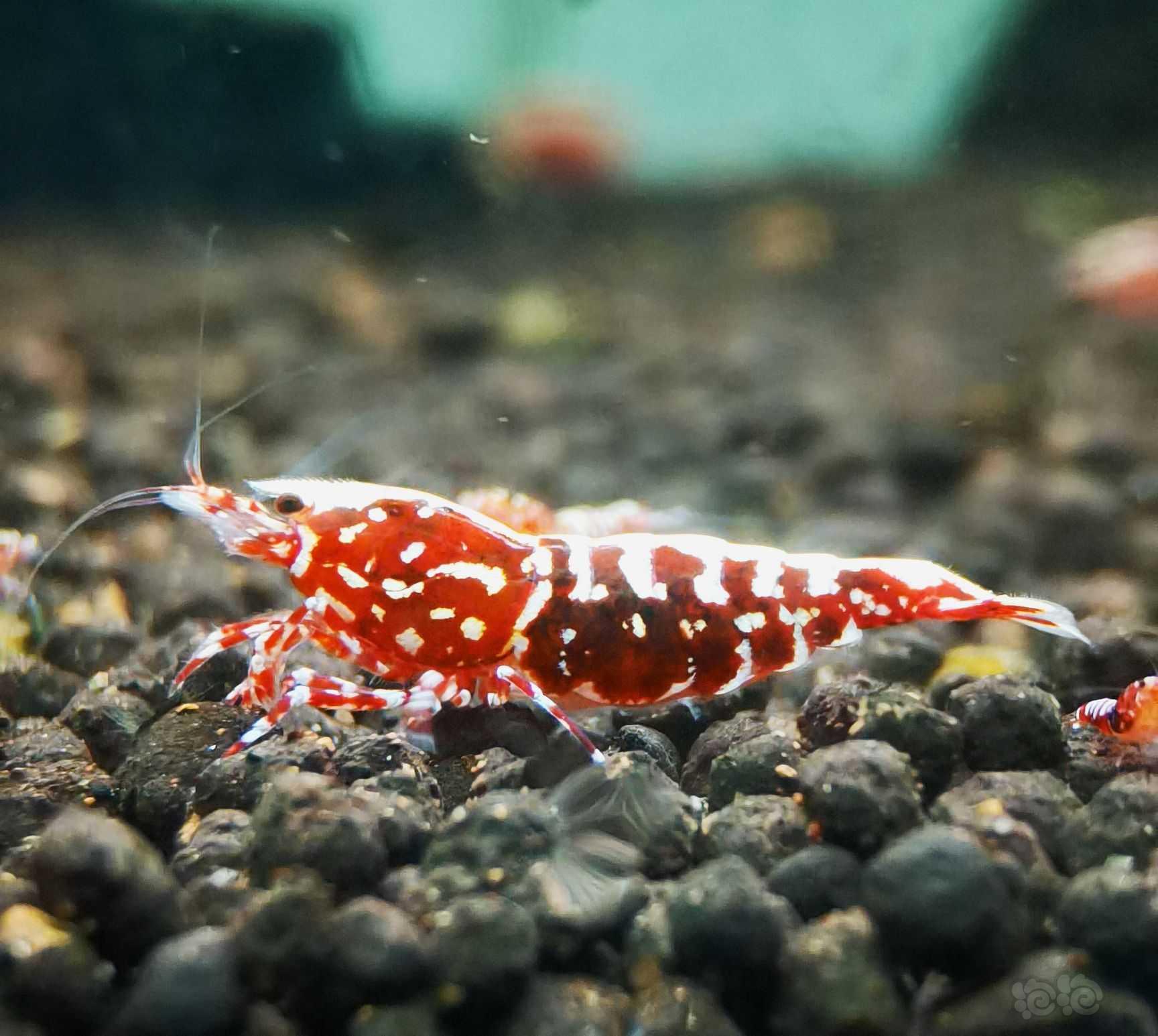 【虾】2021-9-2#RMB拍卖#红银河星钻水晶虾一份2只-图1
