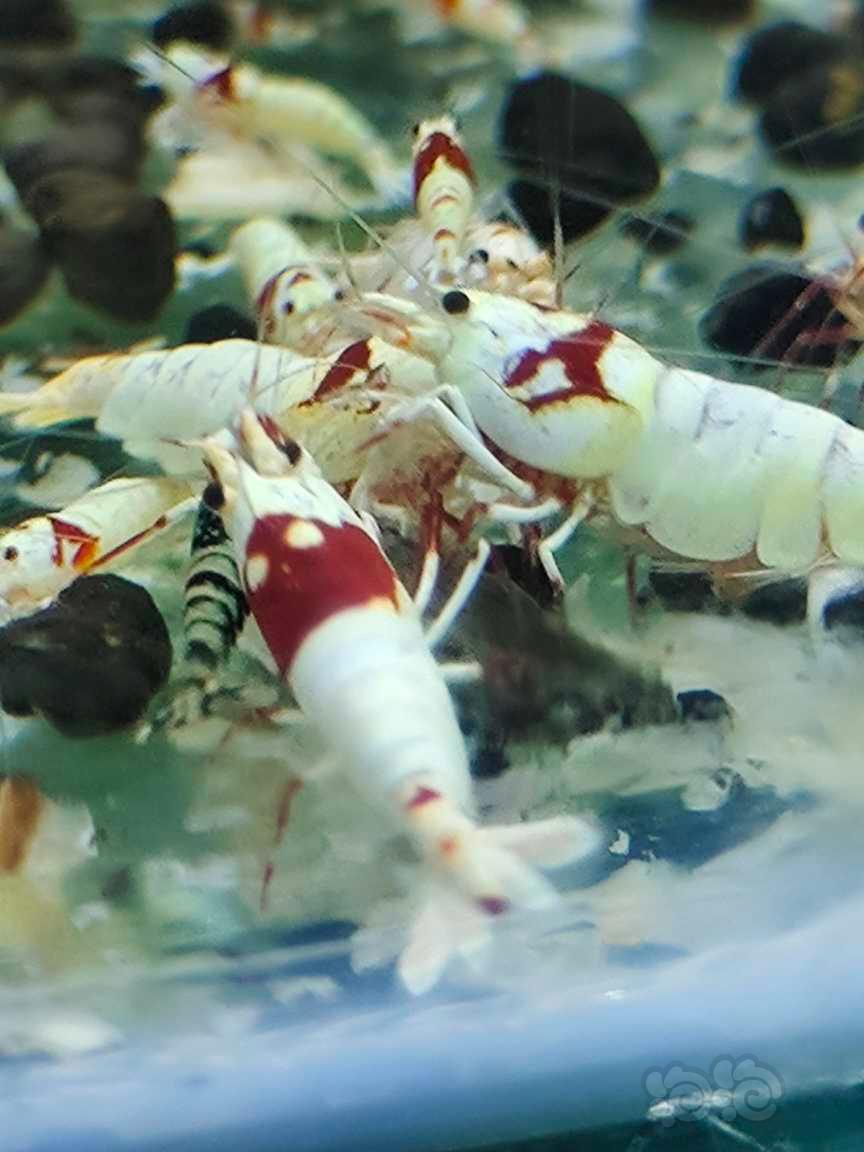 【水晶虾】红花虎水晶虾-图8