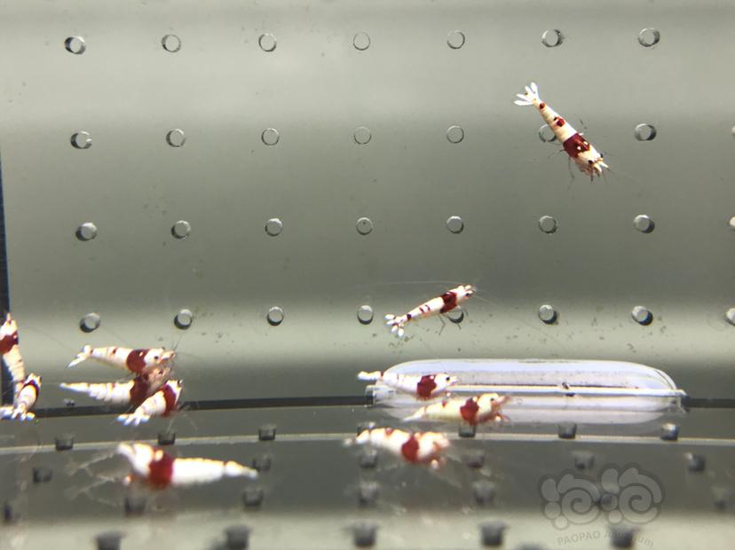 【虾】2021-09-09#RMB拍卖#纯血红白水晶虾一份20只-图3