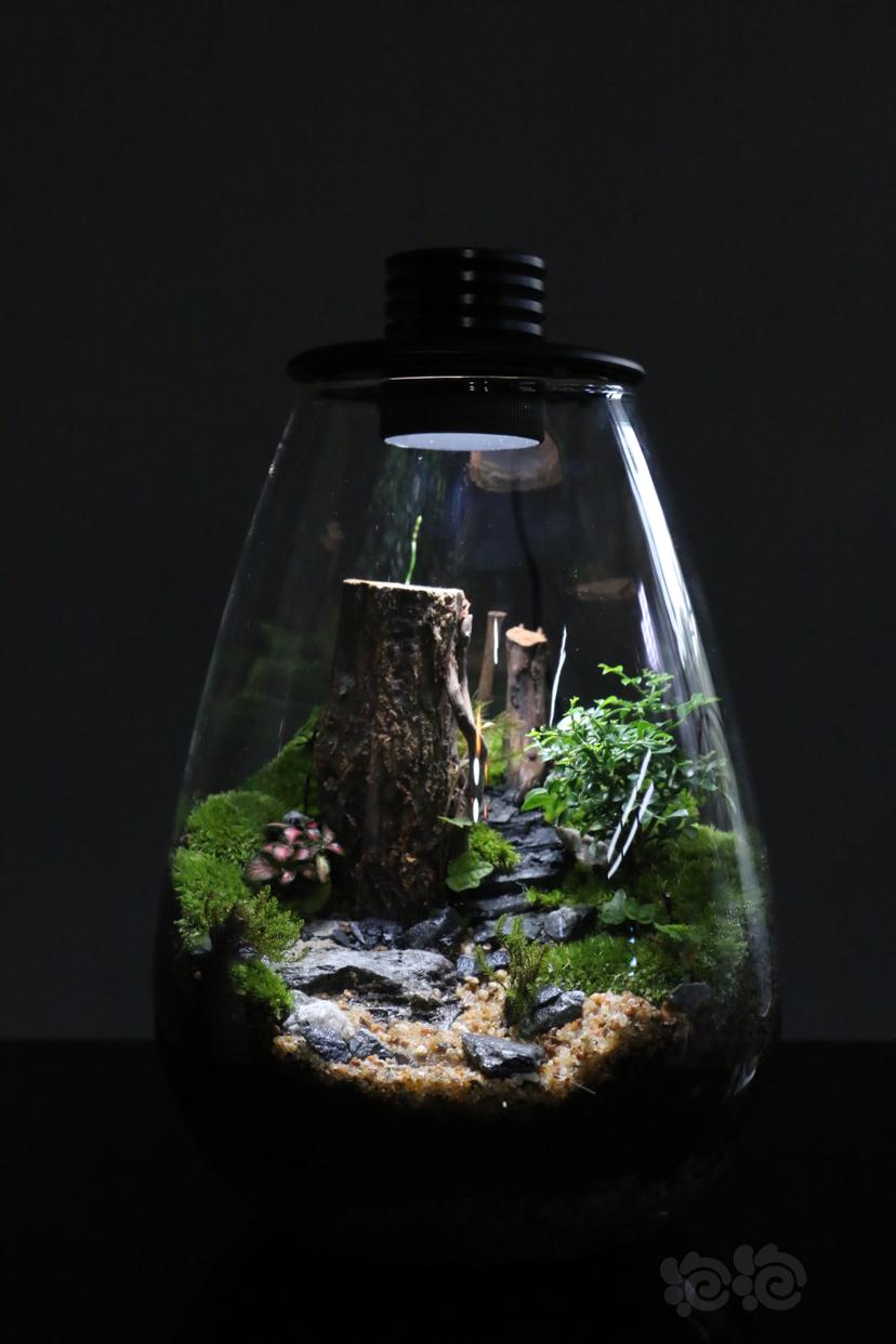 【微景观】苔藓景观，生态瓶-图7
