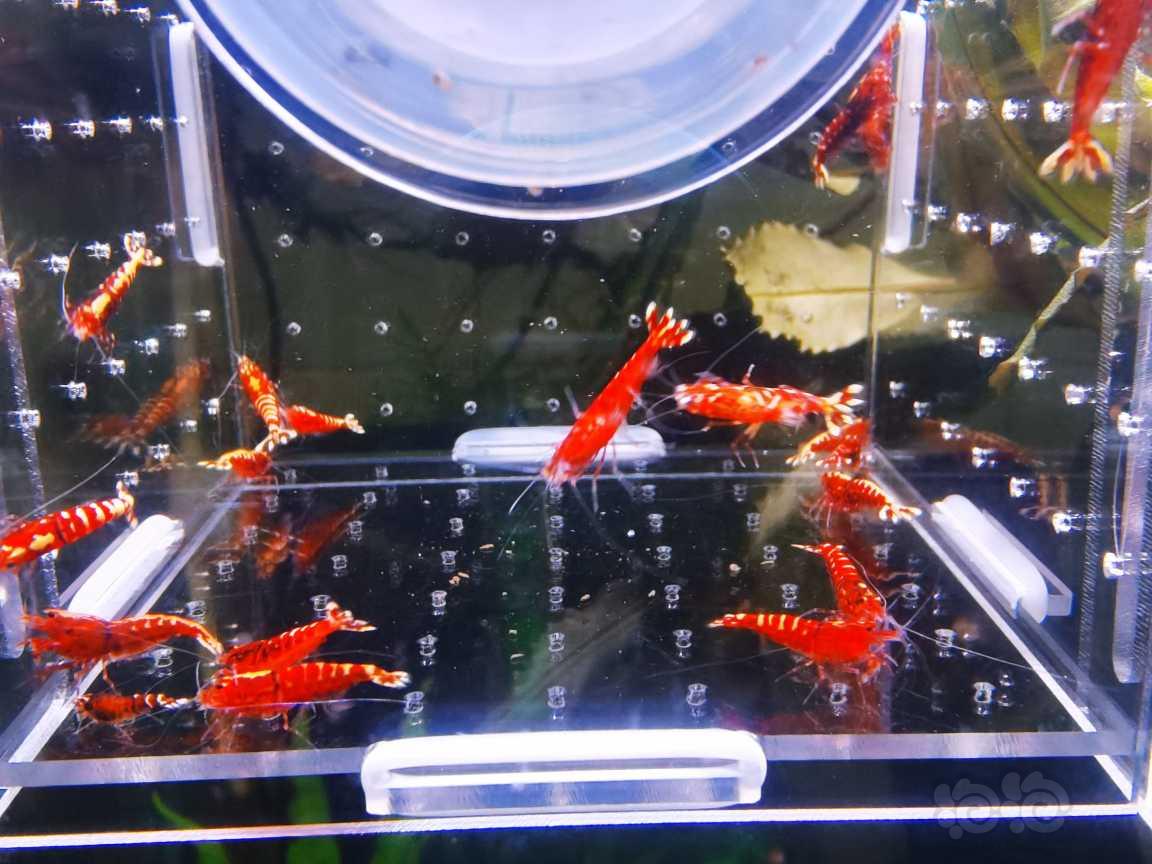 【虾】2021-09-18#RMB拍卖红银河20只-图1