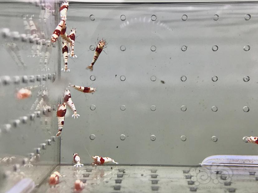 【虾】2021-09-07#RMB拍卖#纯血红白水晶虾一份20只-图8