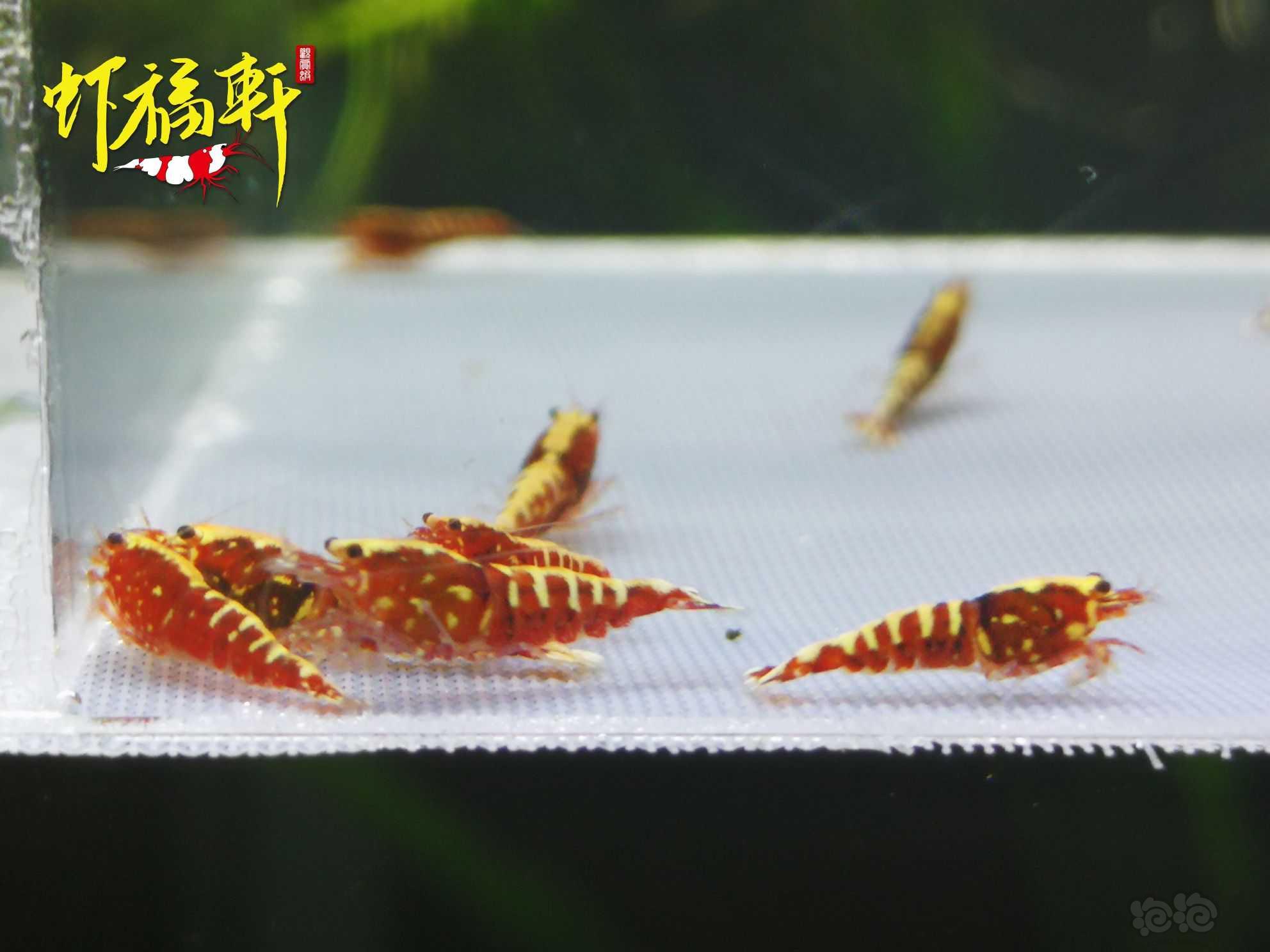 【虾】2021-09-23#RMB拍卖#红银河星钻淘汰苗16只-图2