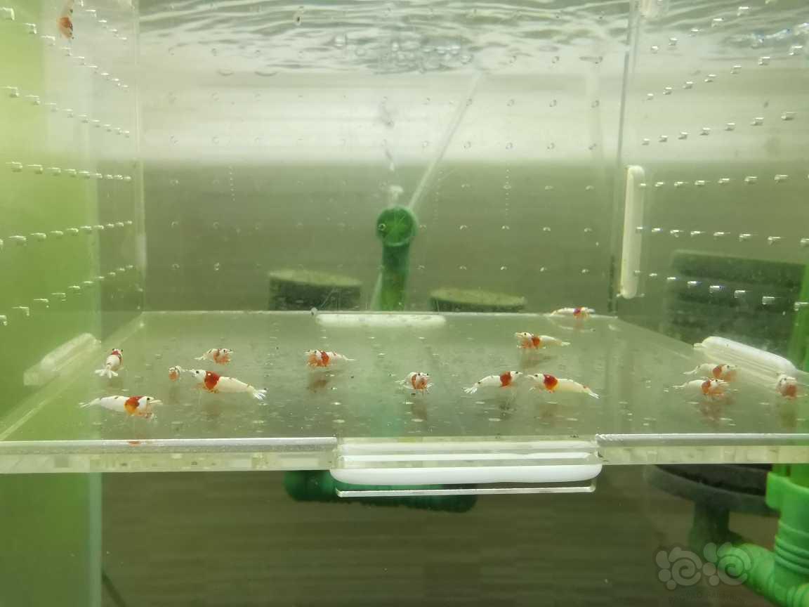【虾】2021-09-12#RMB拍卖红白水晶虾15只-图3