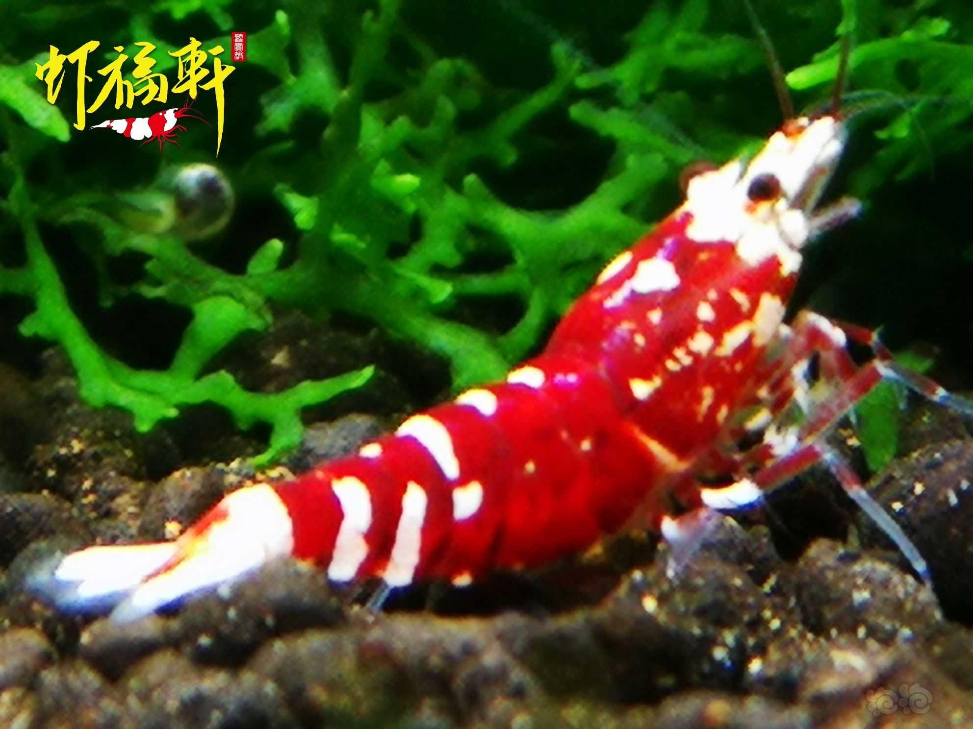 【虾】2021-09-04#RMB拍卖#优质深红表现红花虎3只-图5