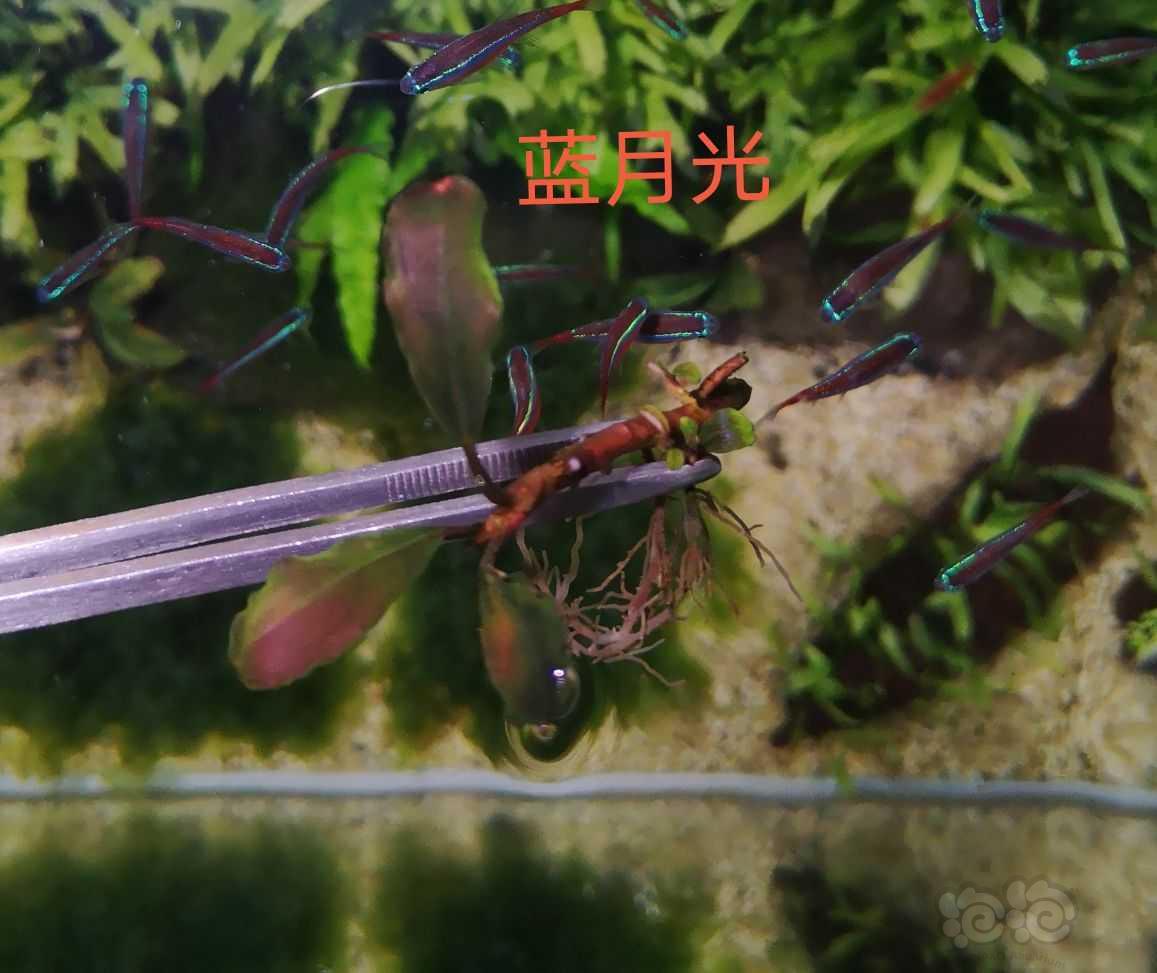 【辣椒榕】无名红脉玉，蓝月光-图4