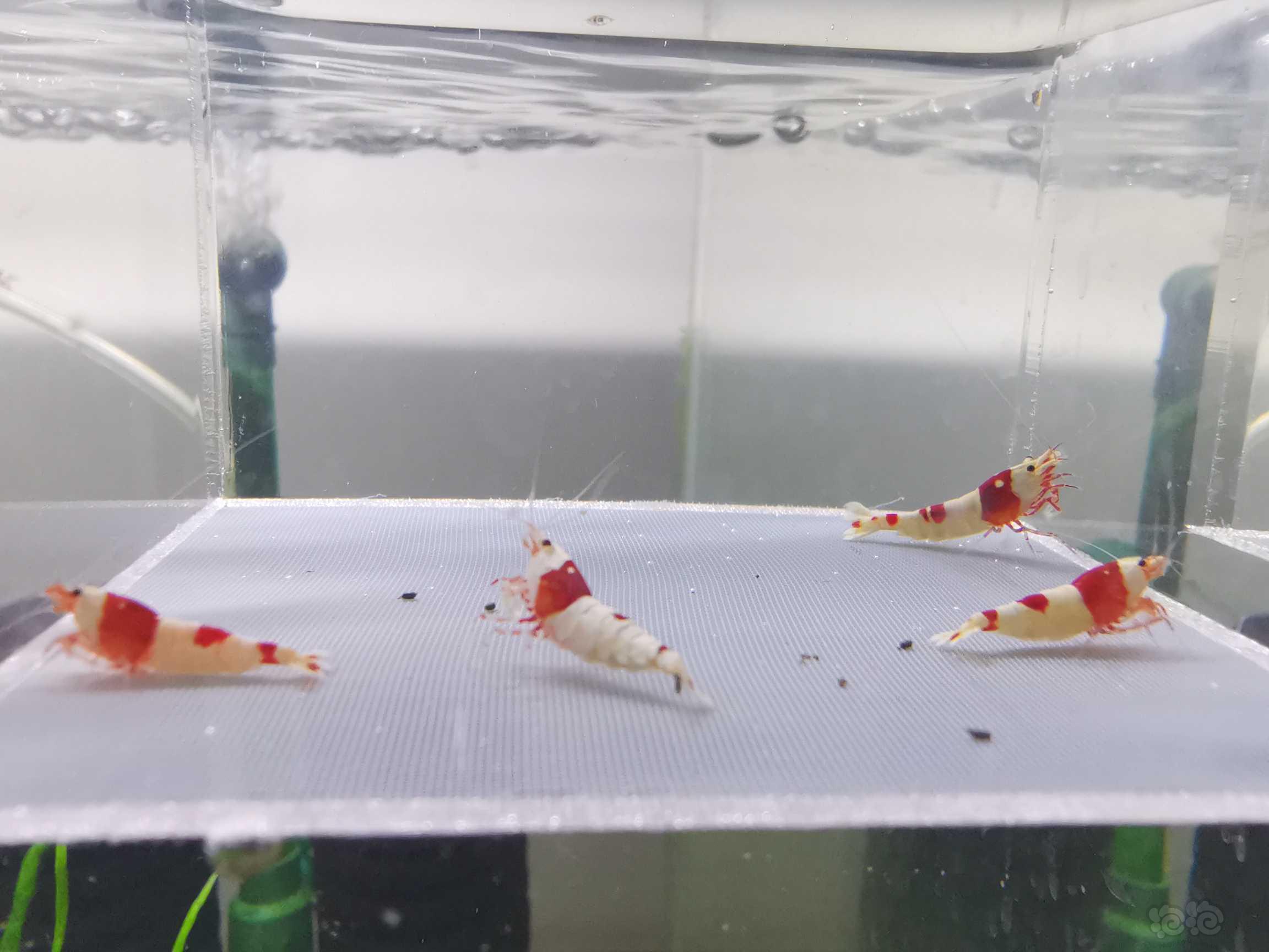【虾】2021-09-29#RMB拍卖红白水晶虾4只-图1