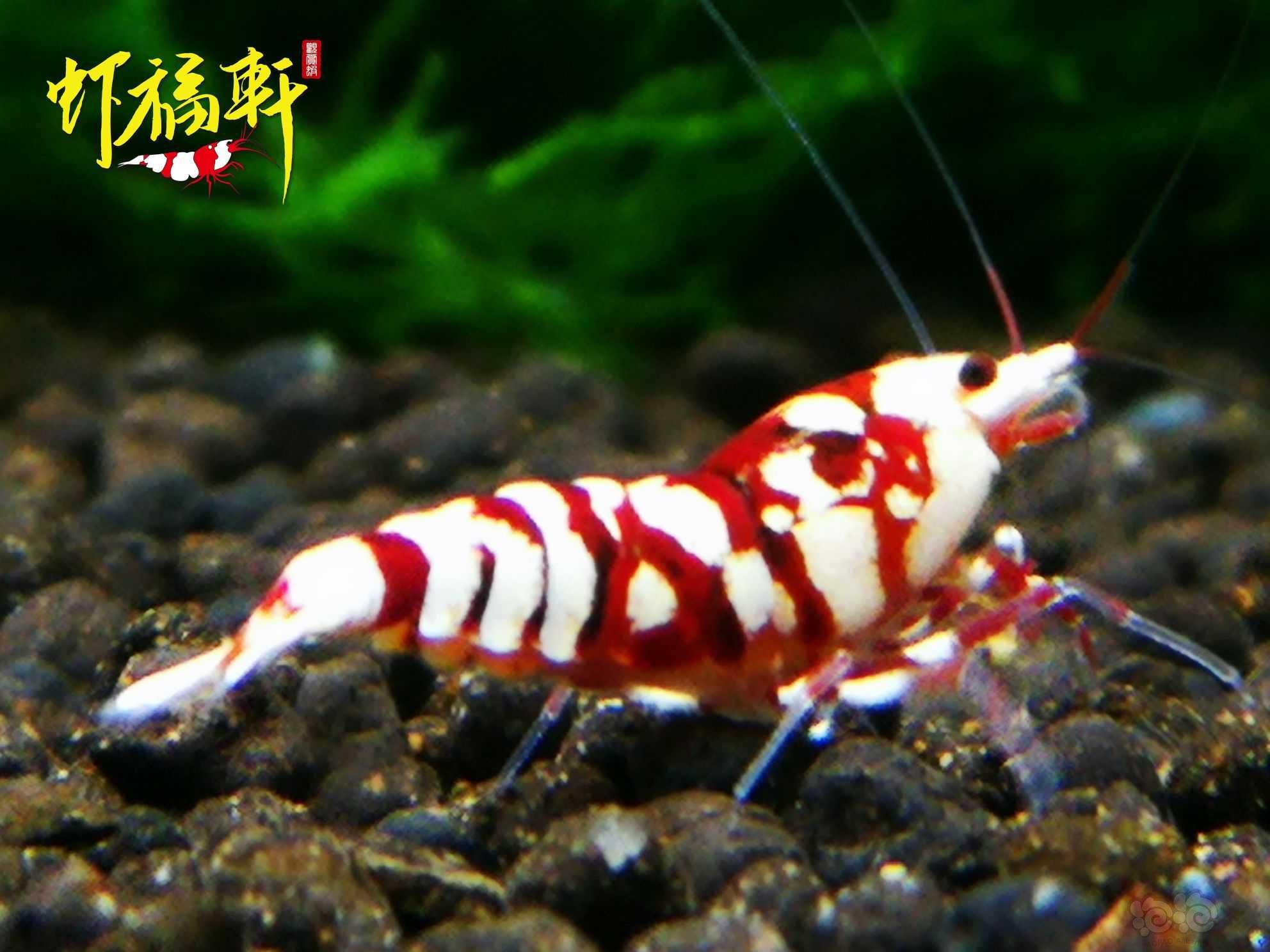 【虾】2021-09-04#RMB拍卖#优质深红表现红花虎3只-图2
