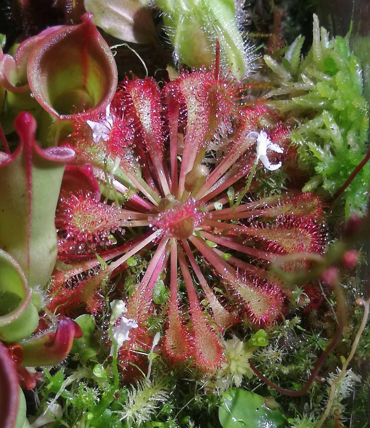 【食虫】茅膏菜