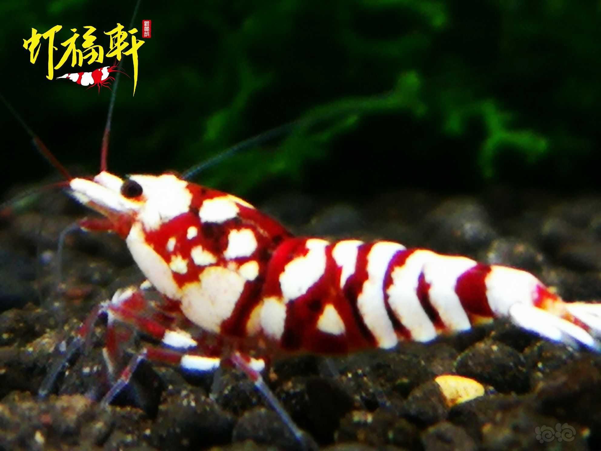 【虾】2021-09-04#RMB拍卖#优质深红表现红花虎3只-图3
