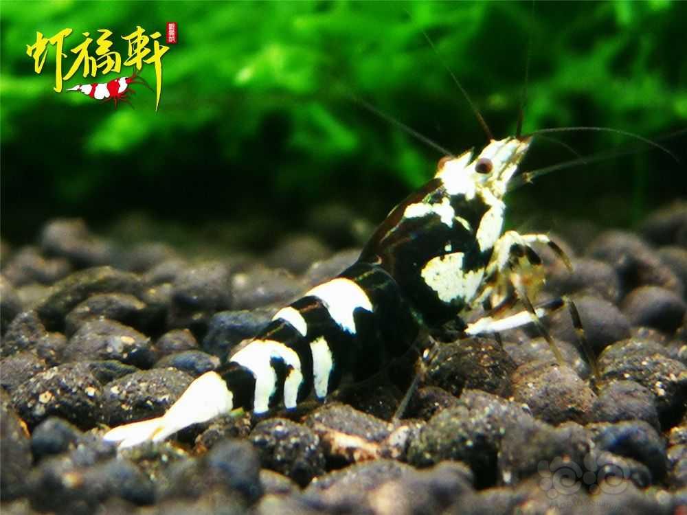 【虾】2021-09-02#RMB拍卖#黑花虎淘汰级亚成8只-图4