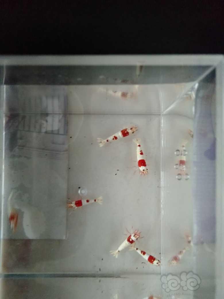 【虾】2021-09-20#RMB拍卖纯红白水晶虾6只-图3