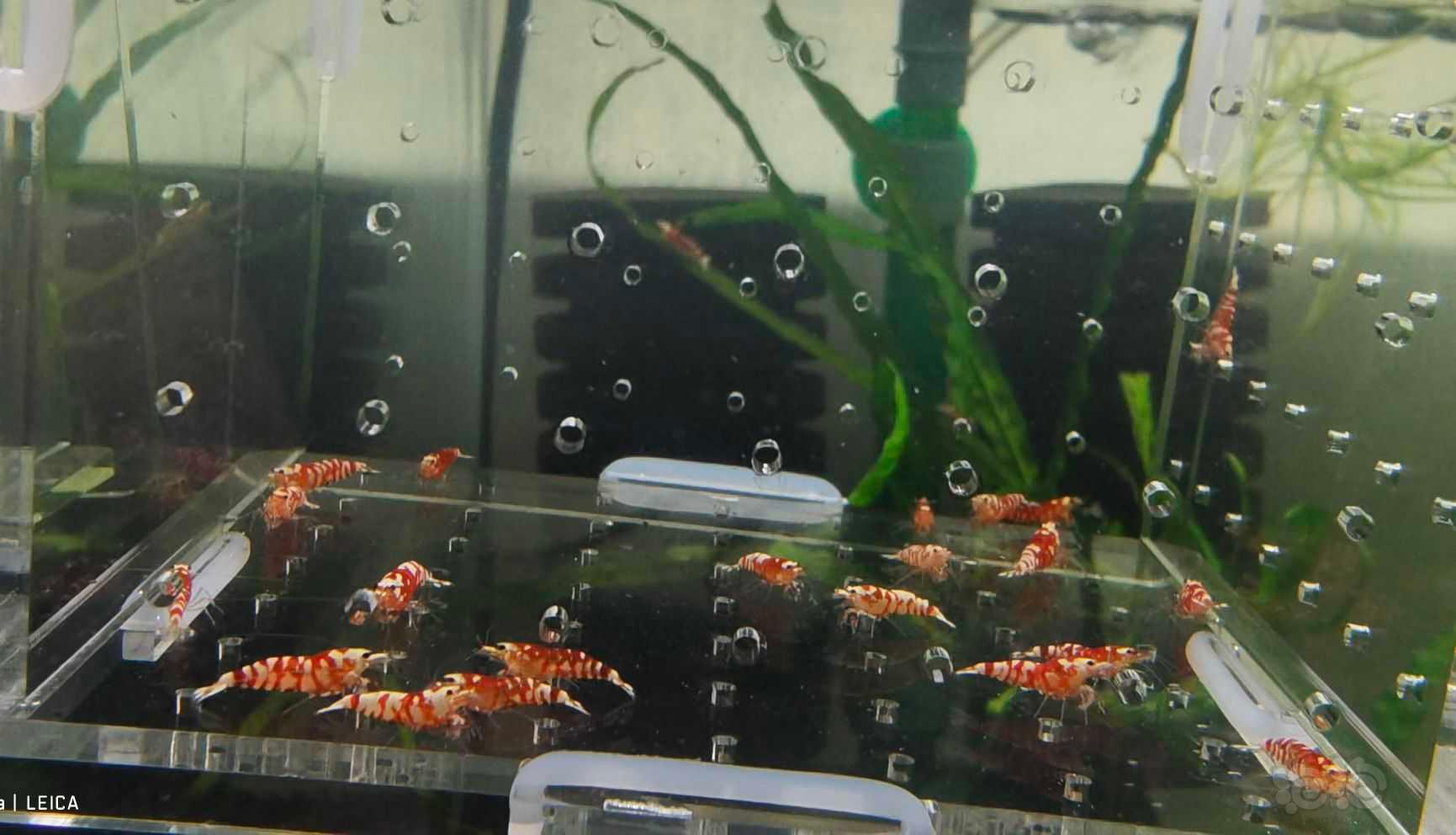 【虾】2021-09-08#RMB拍卖太极红花虎20只-图2