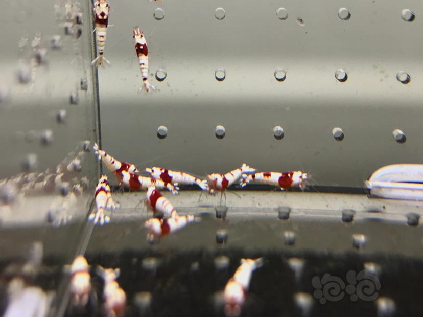【虾】2021-09-07#RMB拍卖#纯血红白水晶虾一份20只-图6