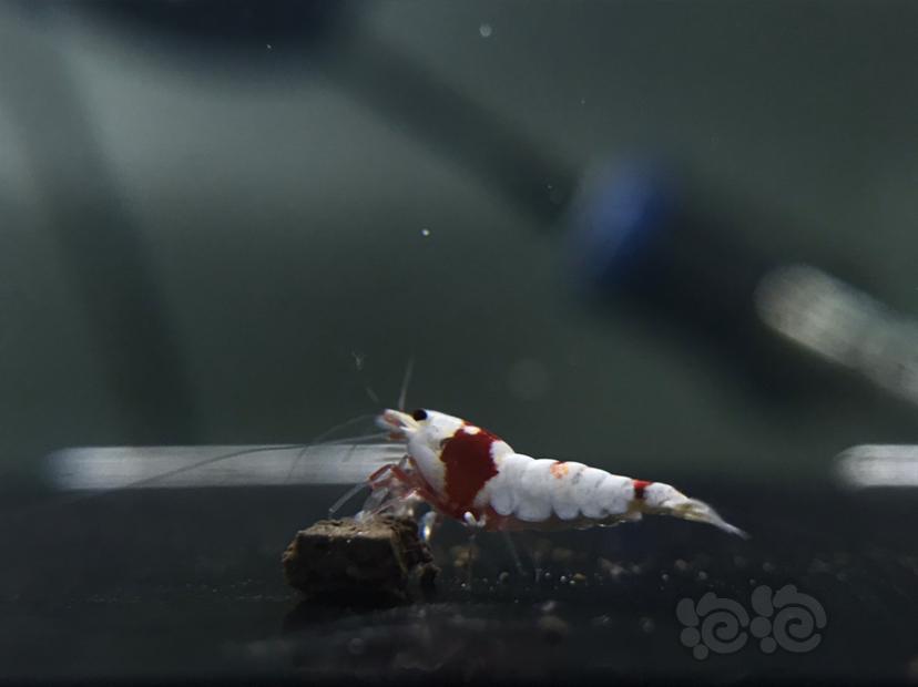 【虾】2021-9-23#RMB拍卖#纯血红白水晶虾一份6只-图2