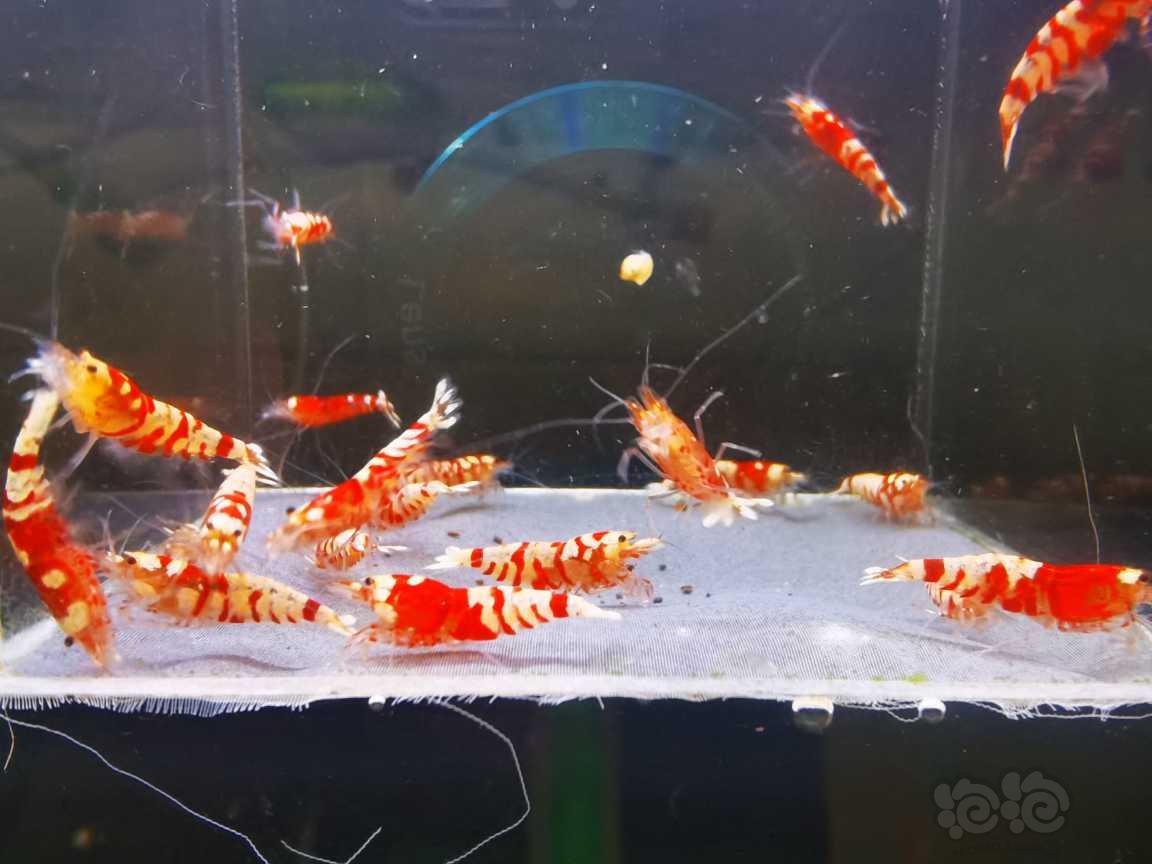 【虾】2021-09-18#RMB拍卖#红花虎20只-图1