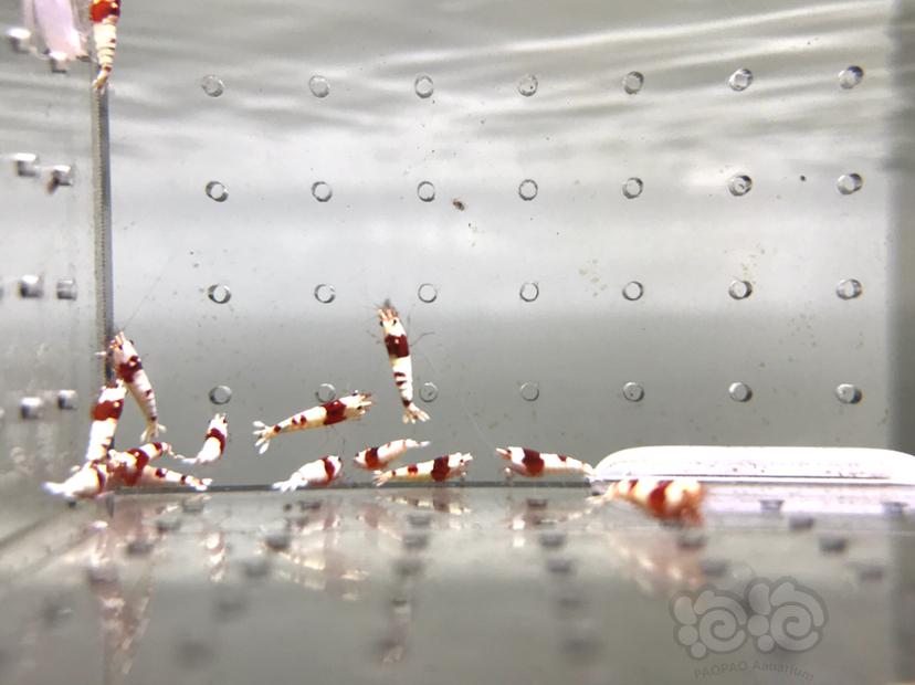 【虾】2021-09-07#RMB拍卖#纯血红白水晶虾一份20只-图3