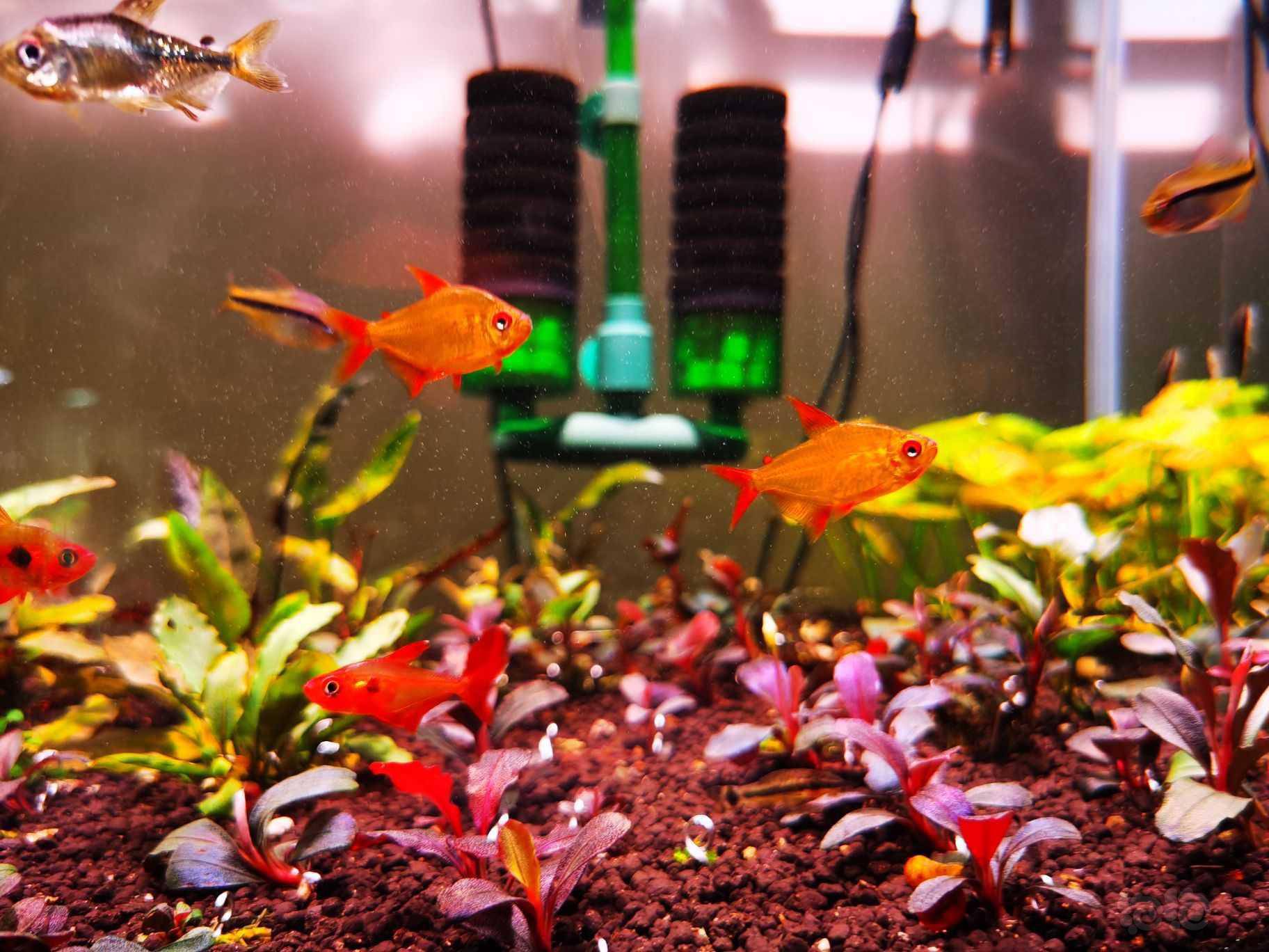 【灯科鱼】超级柠檬甜心柠檬