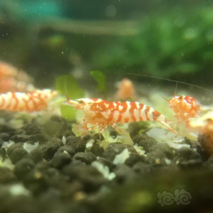【水晶虾】上岸出现有全部自养水晶虾，非虾房-图3