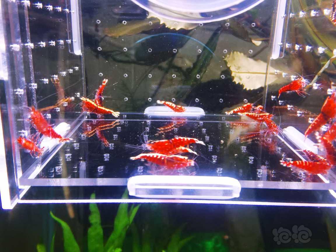 【虾】2021-09-18#RMB拍卖红银河20只-图3