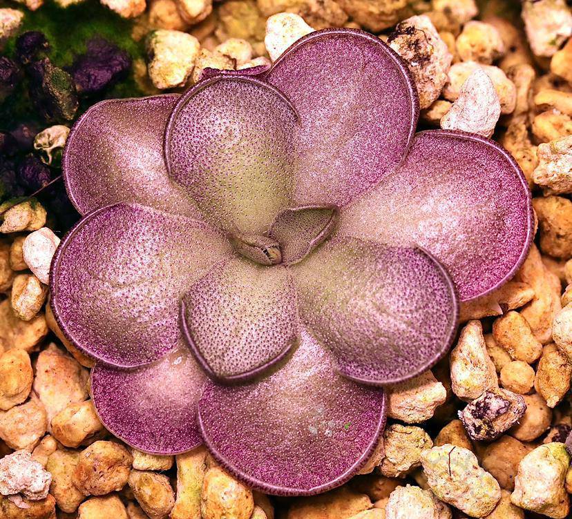 【食虫】圆切捕虫堇-图3