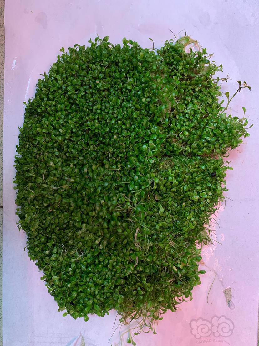 翻缸便宜出趴地矮珍珠,迷你牛毛毡.-图1