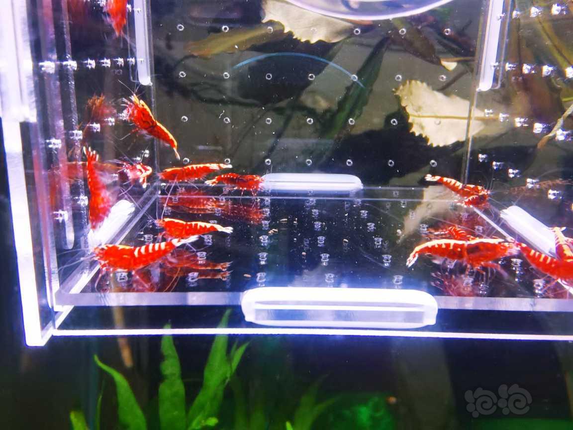 【虾】2021-09-18#RMB拍卖红银河20只-图2