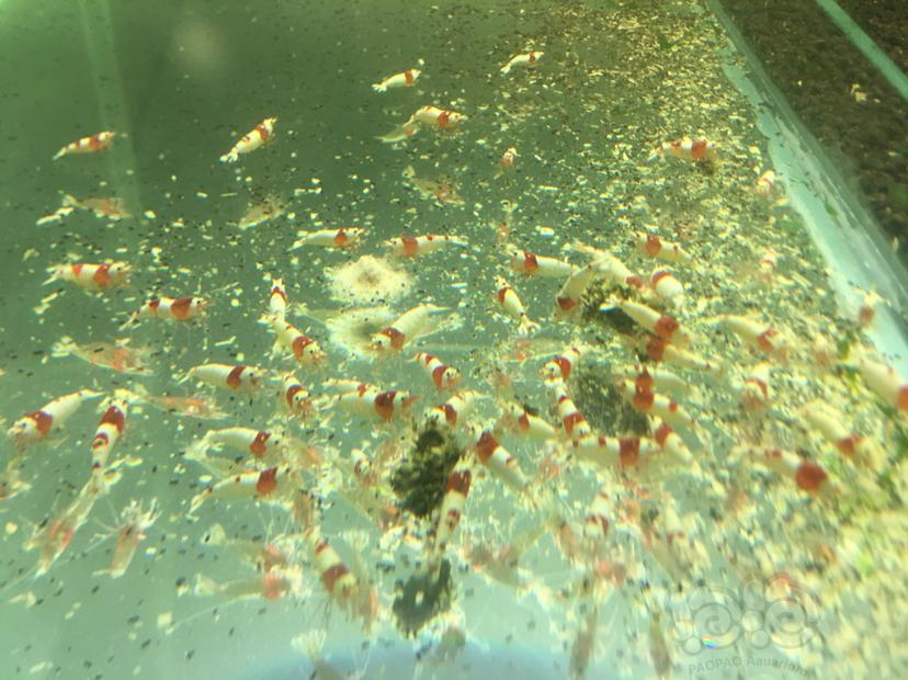 纯血红白公虾-图1