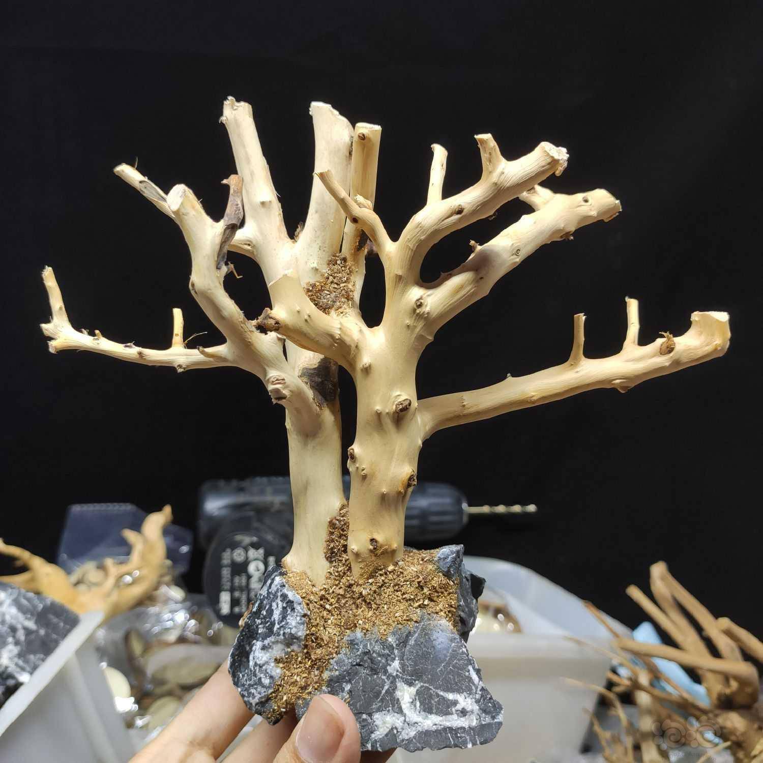 印尼树骨架制作过程