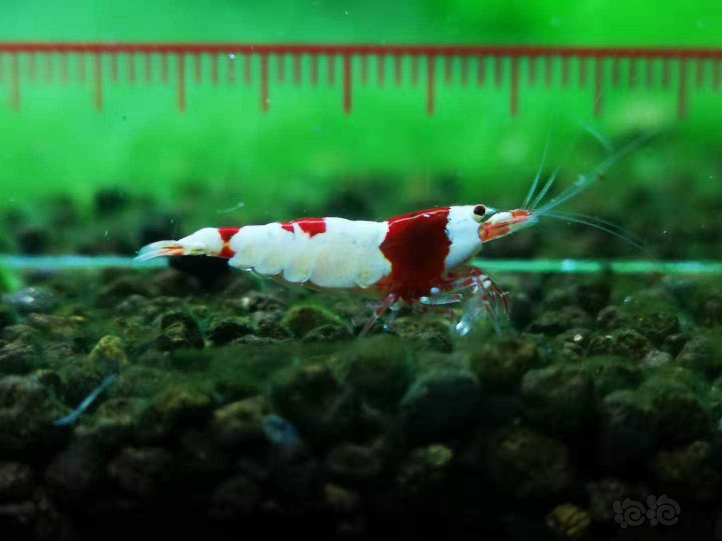 【虾】2021-09-05RMB拍卖红白公-图6