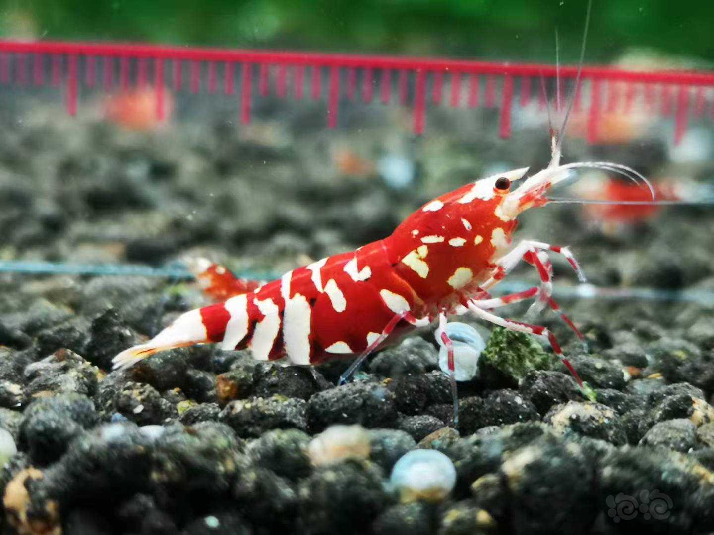 【虾】2021-09-13#RMB拍卖Mars血统顶级红花虎母虾-图1