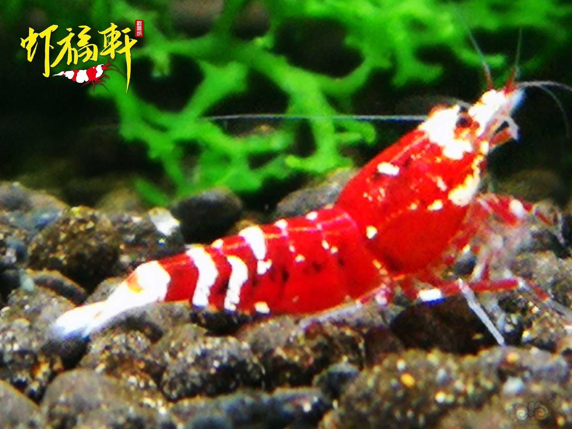 【虾】2021-09-04#RMB拍卖#优质深红表现红花虎3只-图7