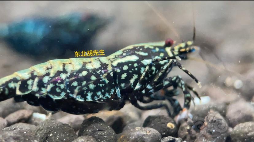 【虾】2021-9-19#RMB拍卖#黑银河鱼骨星系母虾-图1