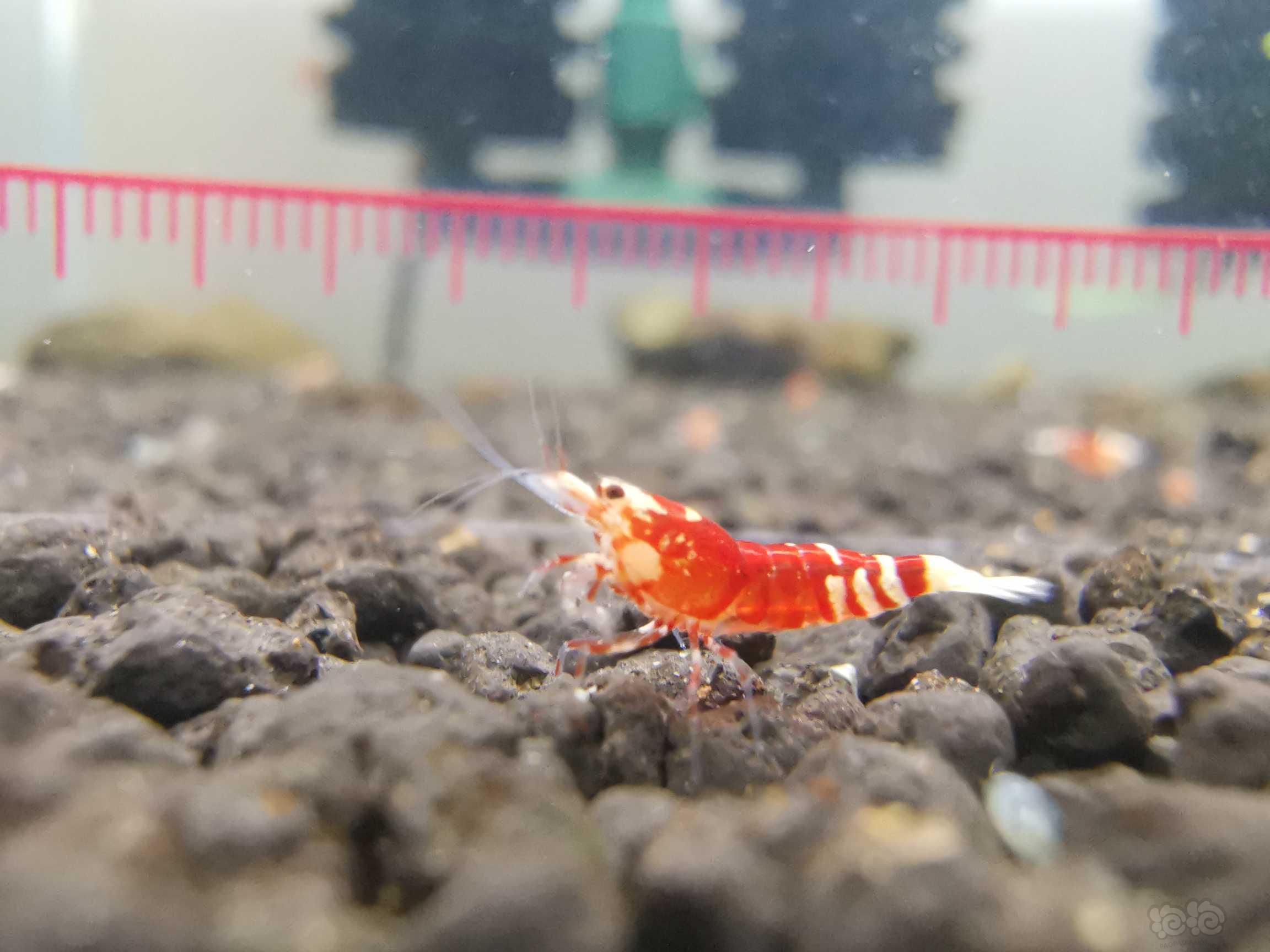 【虾】2021-09-15#RMB拍卖红花虎4只-图5