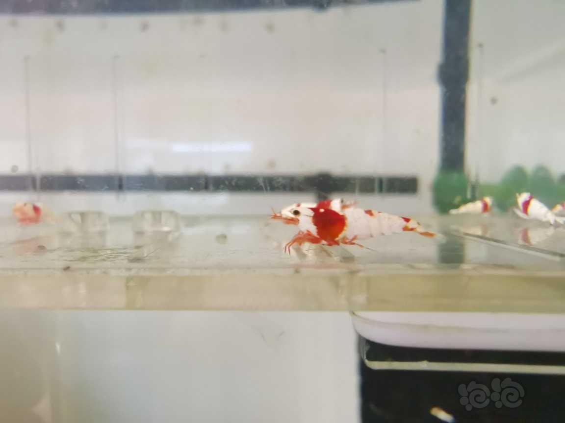 【虾】2021-09-09#RMB拍卖红白水晶虾15只-图5