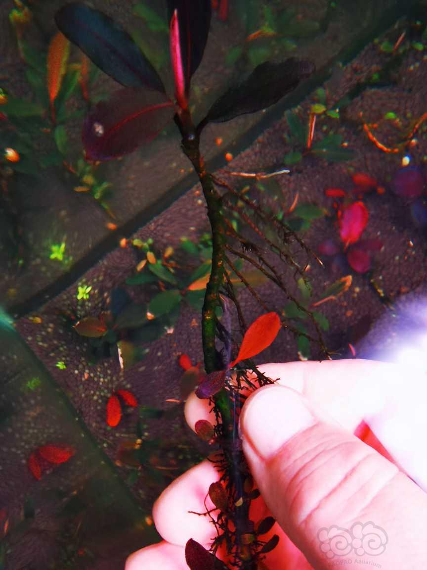 【辣椒榕】素兰，自己转水三年，红脉叶型个人感觉挺好看自留的，拆丛出-图7