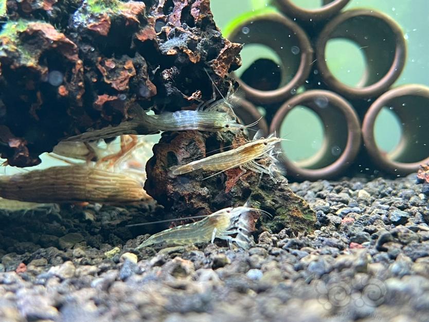 木纹网球虾-图2